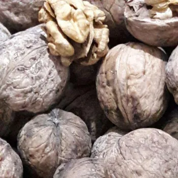 گردوی درجه یک دوپر مغز
