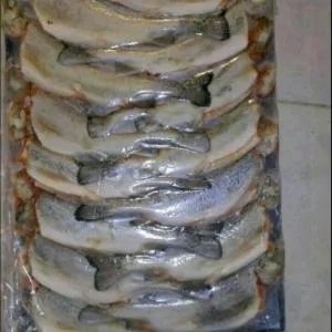 فروش ماهی قزل آلا منجمد