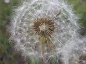 چاپ پین انبوه