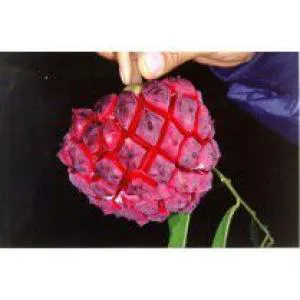 فروش نهال گرمسیری خارجی کمیاب