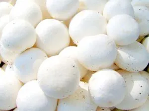 مشاوره در تمام زمينه هاي پرورش قارچ