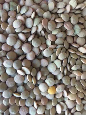 عرضه مستقیم عدس کانادایی در ایران و کشورهای اطراف