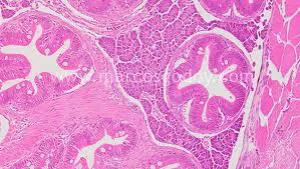 فروش اسلاید (لام) آماده آموزشی