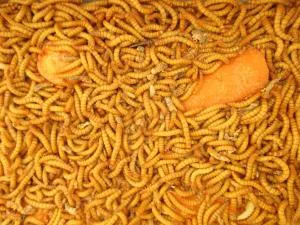 فروش میل ورم سوپرورم زنده و خشک