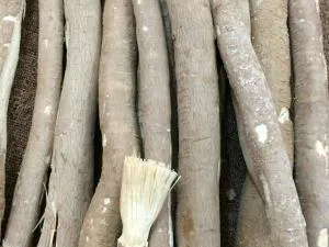 خریدار ریشه درخت توج