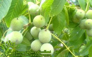 فروش و تضمین انواع نهال