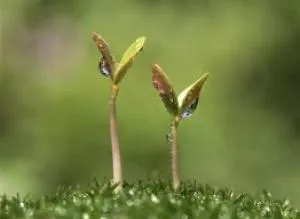 انجمن بزرگ تولید کنندگان و خریداران محصولات عطاری و طب سنتی