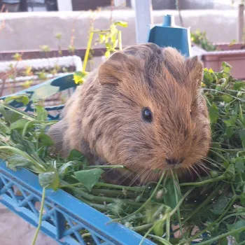 بچه خوکچه هندی با سن 3 هفته ای