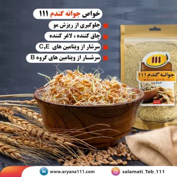 جوانه گندم