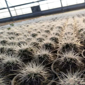 فروش عمده کاکتوس